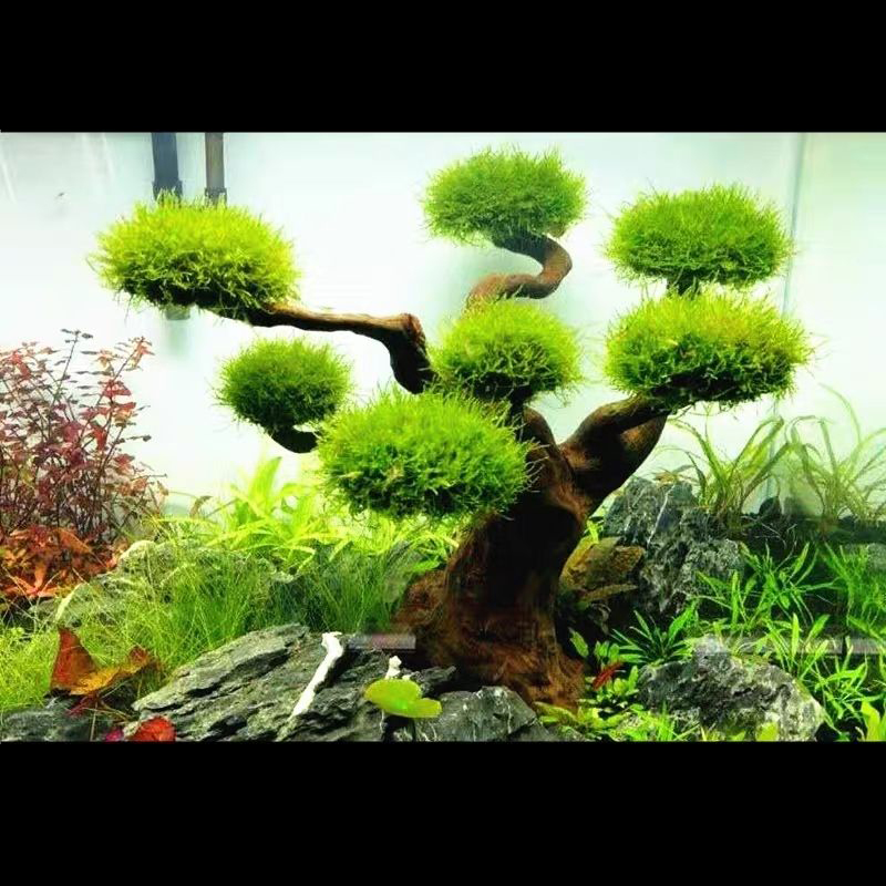 Aquarium Plant Root Tabs - 수족관 장식 이끼 드리프트우드 어항 조경