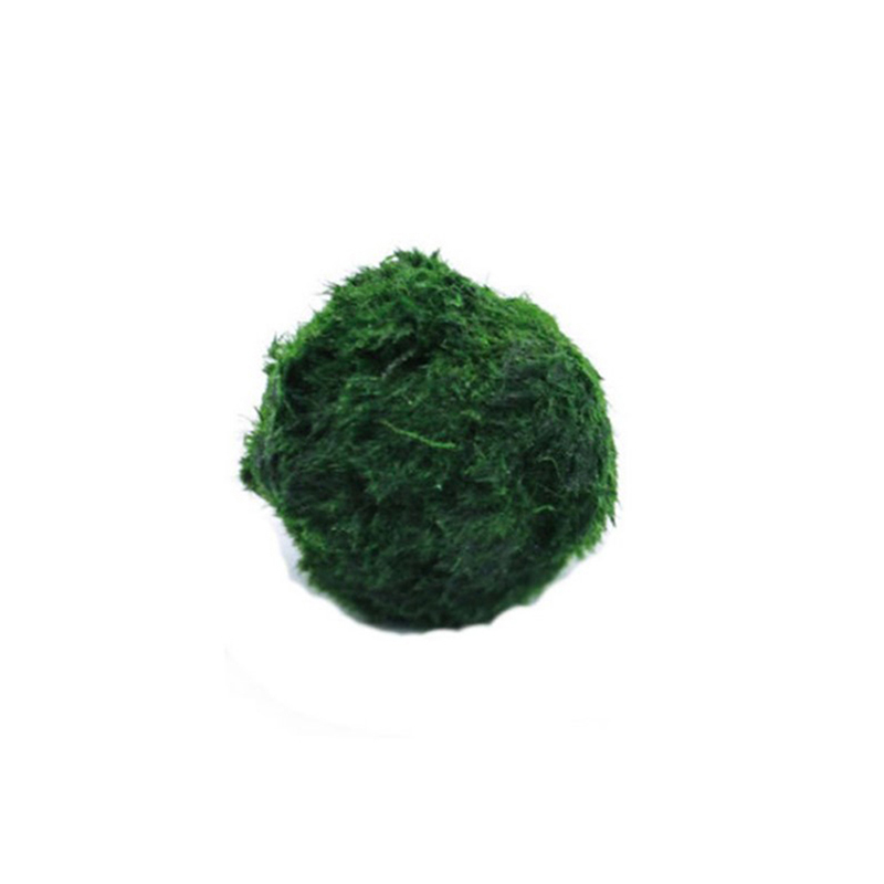 마리모 이끼 공 생물 수족관 식물 조류 물고기 새우 탱 - Planted Aquarium Algae 리뷰 및 가격