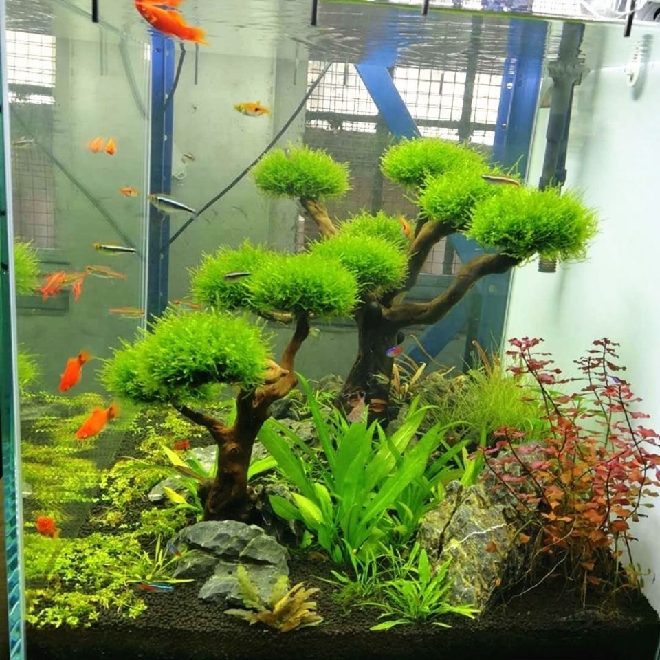 수족관 장식 이끼 드리프트우드 어항 조경 수초 이끼 나 - Aquarium Plant Root Tabs 리뷰 및 가격